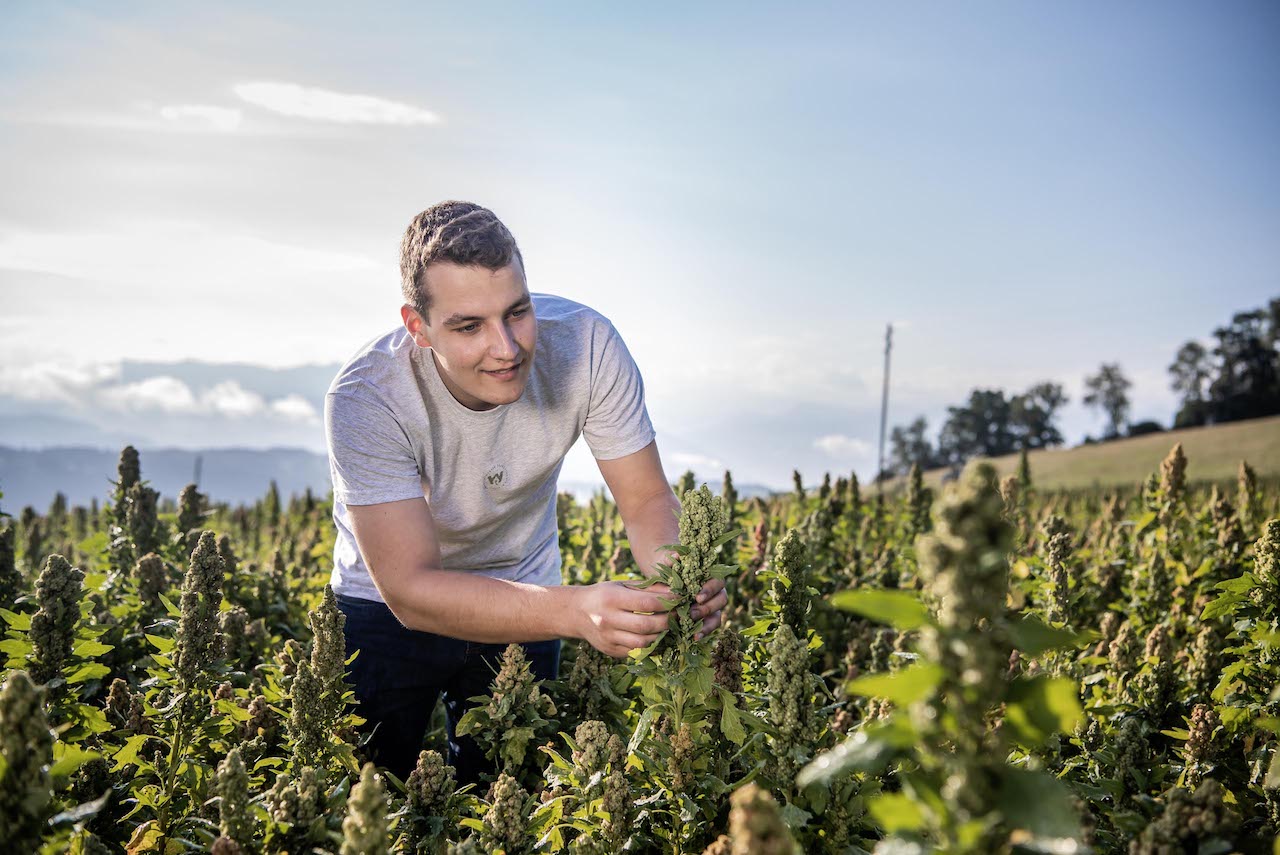 Adrian im Quinoa Feld stehend, blauer Himmel im Hintergrund